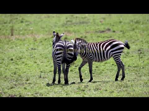ZEBRA MATING RITUAL: Raw Savannah Passion (Uncensored Wildlife)