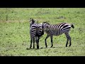 ZEBRA MATING RITUAL Raw Savannah Passion Uncensored Wildlife