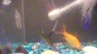 preview picture of video 'MY FISH MOE AND LARRY'