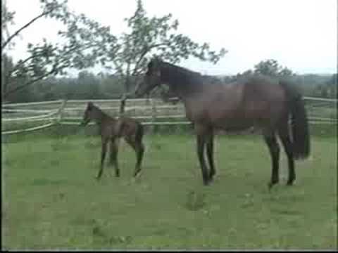 MUVENDA 18.05.2008 - Part 1