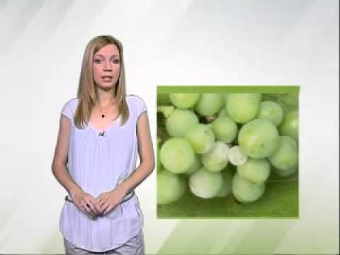 Zelena prognoza 1.7.2014. - Stanje u zasadima vinove loze