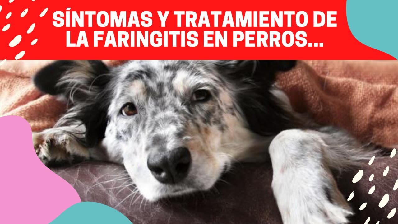 Watch 🐶 SÍNTOMAS Y TRATAMIENTO DE LA FARINGITIS EN PERROS Now 🐶 SÍNTOMAS Y TRATAMIENTO DE LA FARINGITIS EN PERROS
