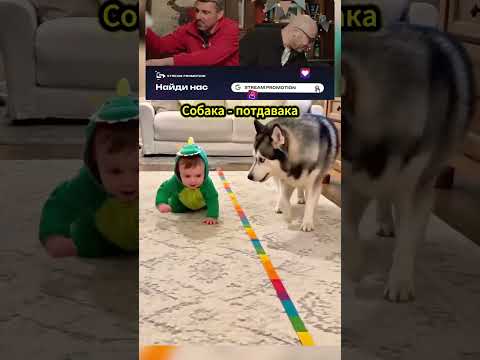 Попробуй не смеяться № 238 😂 Собака потдавака 🤣