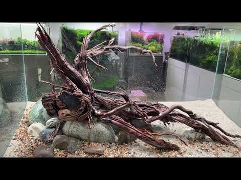 Easy and low maintenance planted aquarium? 90P Nature Aquascape Step-by-step setup.