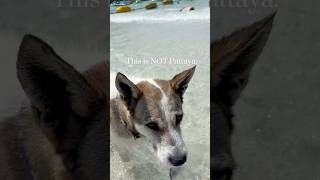 This is NOT Pattaya. 🐶