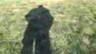 Spanish Fly A.K.A.C.O.D.