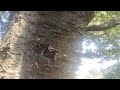 Carpenter Ants Take Over Tree in Gladstone, NJ