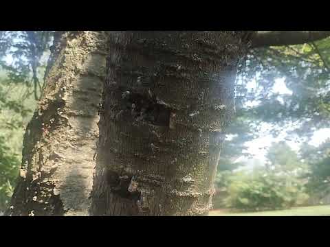 Carpenter Ants Take Over Tree in Gladstone, NJ