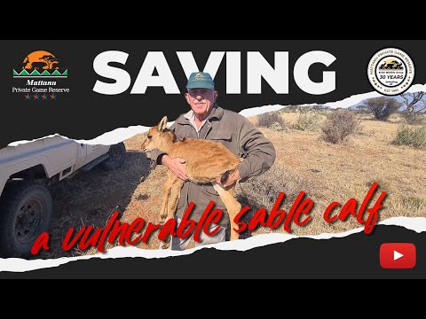 Saving vulnerable Sable antelope calf at Mattanu by Dr JC Kriek