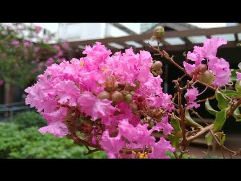 Beautiful Nature Video Flowers
