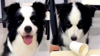 [討論] 二郎神旁邊那隻嘯天犬是邊牧狗狗 會怎樣