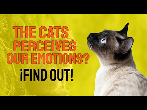 🐱❤️¿Do CATS perceive our EMOTIONS? 🐱❤️ Find out!