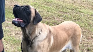 Video preview image #1 Mastiff Puppy For Sale in LEESBURG, GA, USA