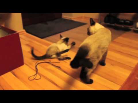 Siamese catfight: little Batman vs. Zorro