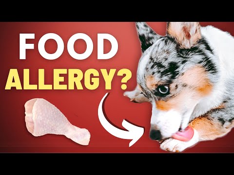 3 Signs Your Raw Fed Pet Might Have A Food Allergy