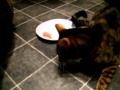 Hungry Bengals Rudie And Rasta Eating