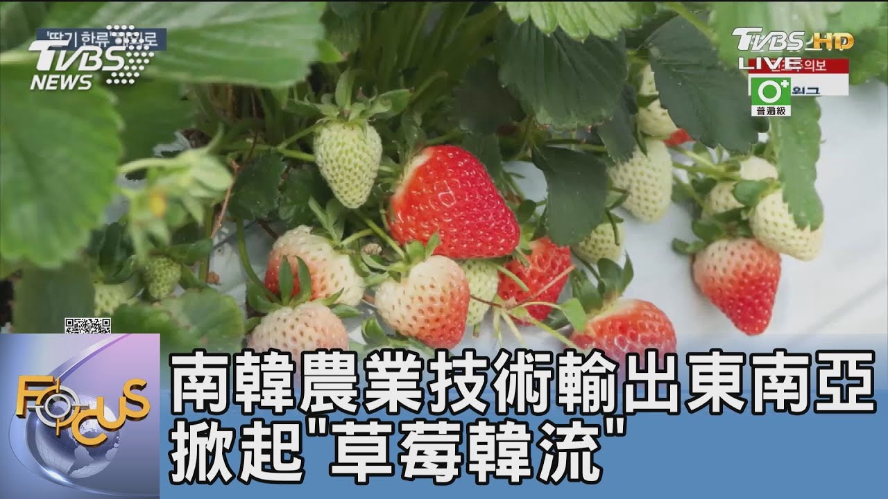南韓農業技術輸出東南亞 掀起「草莓韓流」