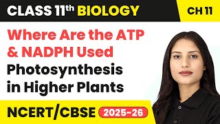 Where Are the ATP & NADPH Used - Photosynthesis in Higher Plants | Class 11 Biology Ch 11 | CBSE