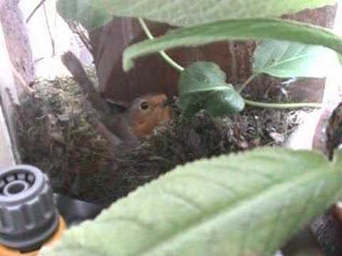 Robin and Robina - 20 April 2007