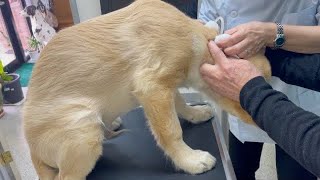 The day after the bite incident, he had medical treatment in the morning