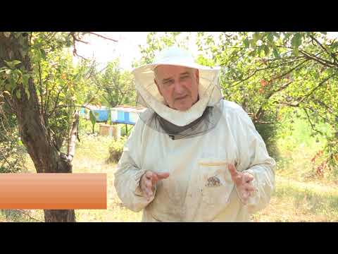 Boja meda ep. 180 17.08.2021. Pašni kodeks, Alberti-Žnidaršičeva košnica, nagon za rojenjem