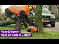 Ruim 60 bomen tegen de vlakte in Zutphen: 'De laan wordt gewoon kaal!'