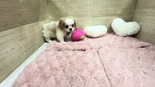 ハーフ犬の動画01