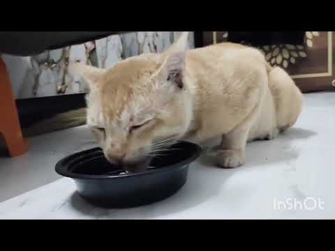 Aj kal sherkhan bohot Kam a raha hai ghar pe...sher ki waja se