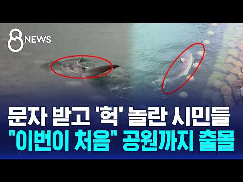 부산 공원 산책로 바로 앞에 3~4m 거대 상어가 나타났어요!