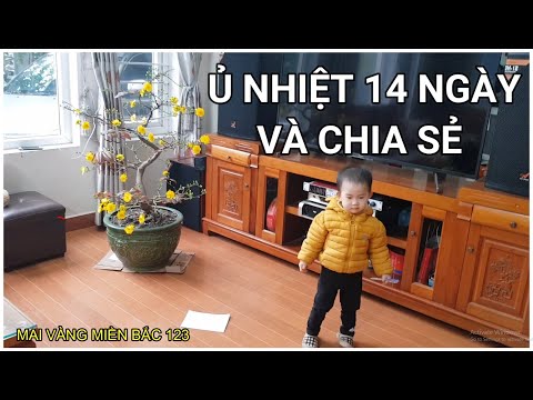 🔴 QBS2180 - KẾT QUẢ Ủ NHIỆT 14 NGÀY || CÁCH Ủ NHIỆT MAI VÀNG || KÍCH NỤ MAI VÀNG MIỀN BẮC NỞ KỊP TẾT