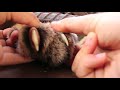 Where are the claws?