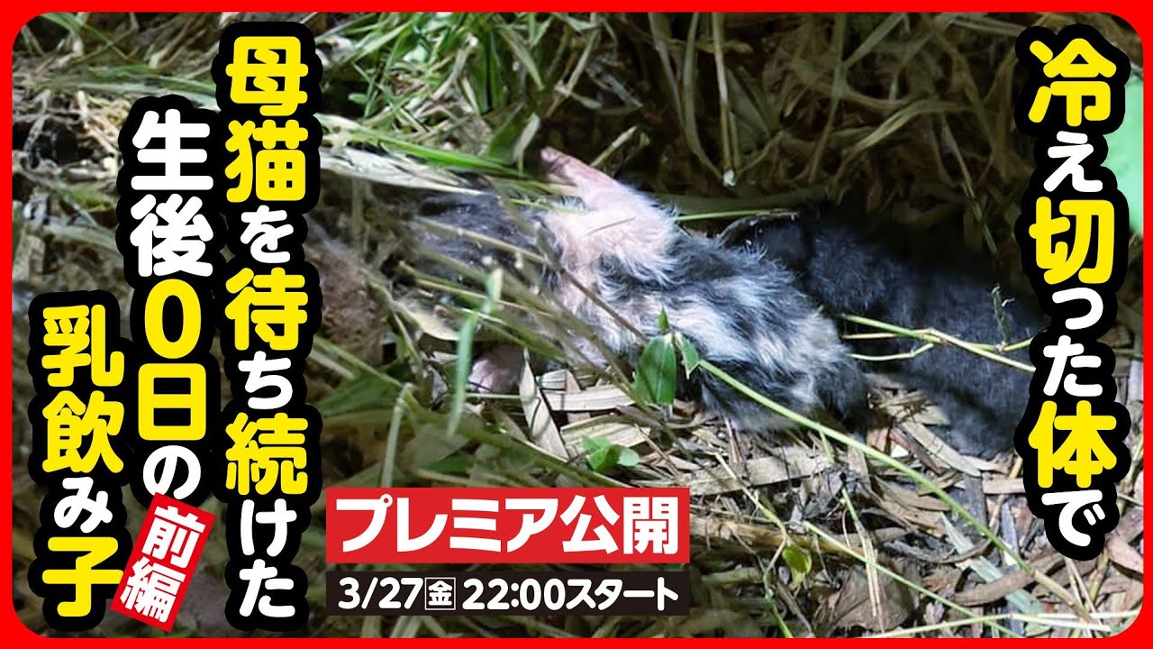 【子猫 保護】戻らない母猫...寒空の下鳴き続けた生まれたての子猫を保護しました【前編】