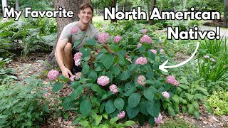 Grow this NATIVE HYDRANGEA - Smooth Hydrangea arborescens