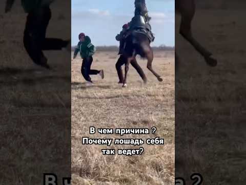 Знатоки и комментаторы. Вот вам тема дня. Жеребец чуть не убил своего хозяина. Причина всего этого?