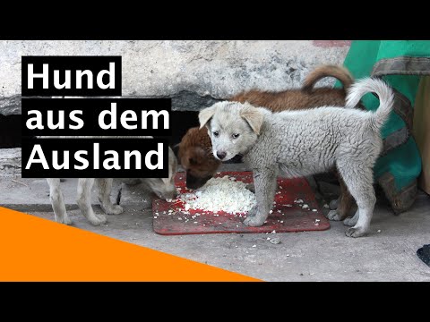 Erste Schritte mit einem Hund aus dem Ausland - Tipps vom Tierarzt