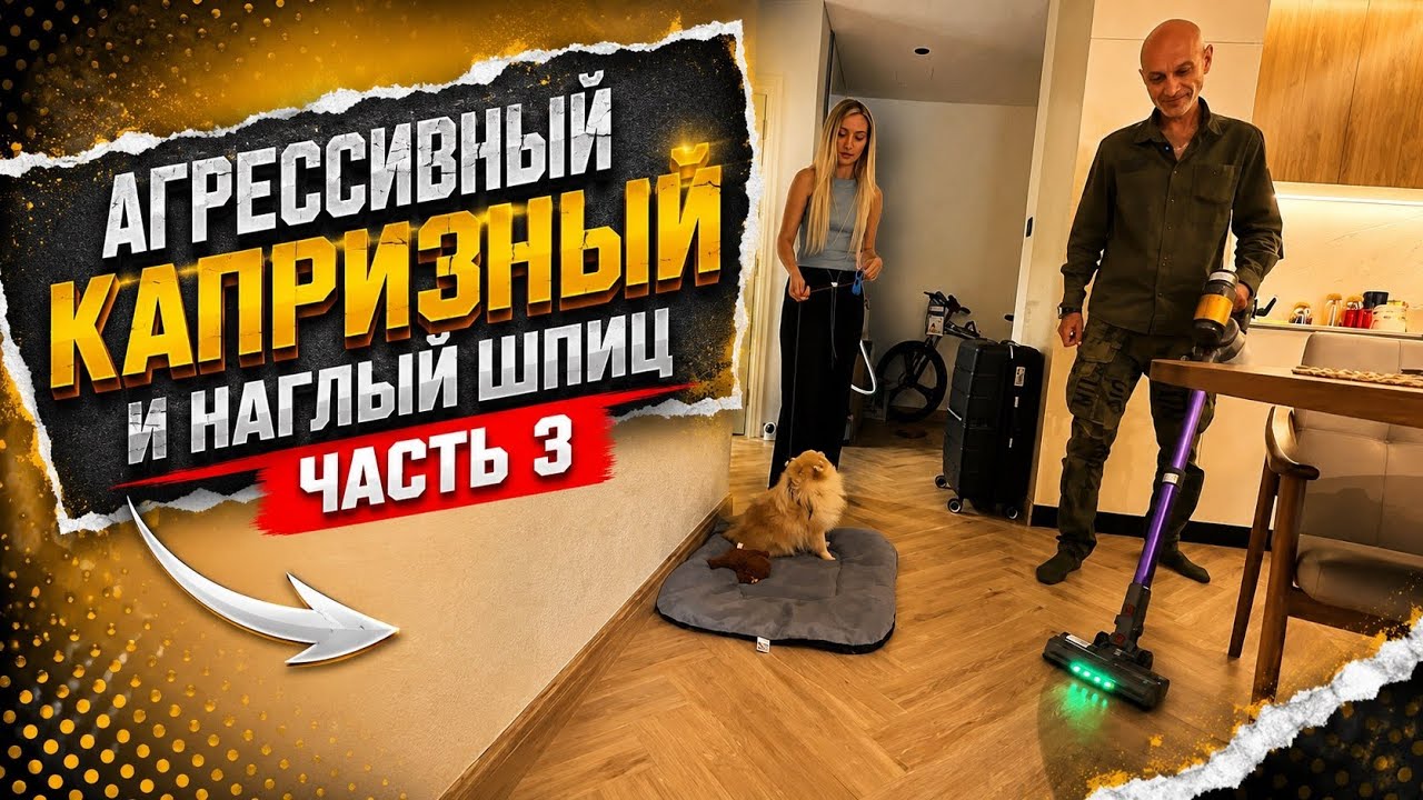 Агрессивный капризный и наглый шпиц ( часть 3 )