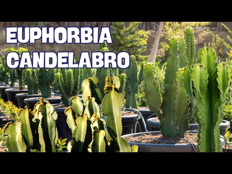 CÓMO REPRODUCIR EUPHORBIA CANDELABRUM. TRUCOS para MULTIPLICAR el CÁCTUS CANDELABRO por  ESQUEJES