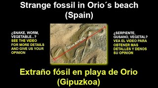 preview picture of video 'RARE and BIG FOSSIL found in Orio´s Beach (Spain) - RARO FOSIL en playa Orio (Gipuzkoa) - CLICK IN.'