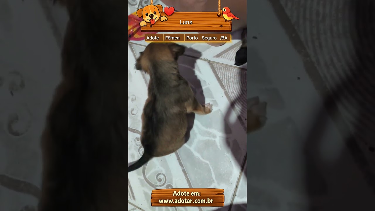 Cachorro raça SRD-ViraLata idade Abaixo de 2 meses nome Luna