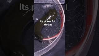 Download lagu Watch this #leech eat an #earthworm 🪱🍴 #earthworm #leeches mp3 Download lagu Watch this #leech eat an #earthworm 🪱🍴 #earthworm #leeches mp3