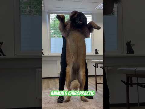 Animals Chiropractic 💚💚#animals #dogshorts #chiropractic #foryou #dogs #asmr #chiropractor