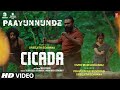 Paayunnunde Video Song CICADA Movie Jaise Jose Pallipadan Rajith CR Praveen R Sreejith Edavana