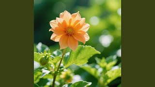 Download lagu Api Oleh Lentera mp3