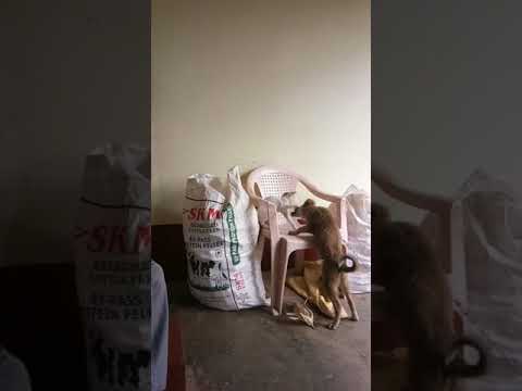 Dog and cat  is a Lou