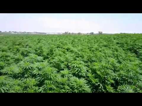 Hemp360's US Grown Hemp Fields