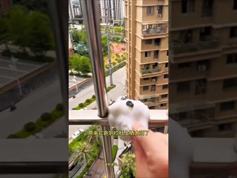 My Puppy Melted in the Sun #petshorts #puppylove