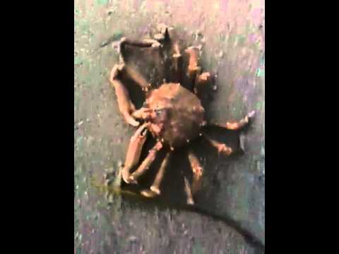 Angry Crab