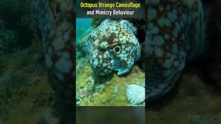 Unusual Octopus Camouflage and Mimicking Behaviour