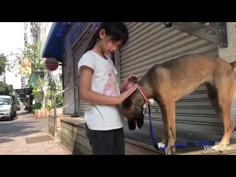 May, an adopted Mountain Dog & Shepherd Mix in Sunnyvale, CA_image-1