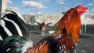 Martha Scanlan - The West Was Burning